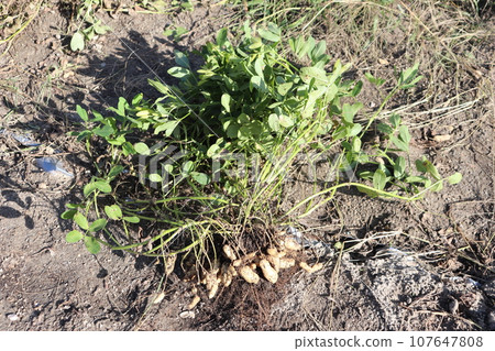 This is Neo Omasari of Peanut. 107647808