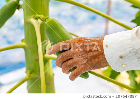 Green papaya seasoned with salt Green papaya seasoned with salt 107647887
