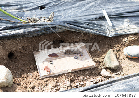 Catch a mouse! pest in the field Catch a mouse! pest in the field 107647888