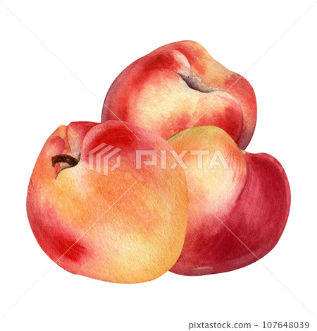 Watercolor illustration with nectarines and peach isolated on white background. Whole ripe fruits painting. Apricot hand drawn. Design element for package, label, kitchen, skin care cosmetic, juice 107648039