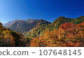 Autumn leaves on a clear day 107648145