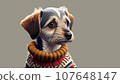 dog wearing a sweater 107648147