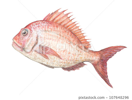 Red sea bream watercolor pencil fish illustration Red sea bream watercolor pencil fish illustration 107648296