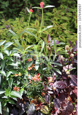 Mixed planting of Coreopsis and Acacia spp. Mixed planting of Coreopsis and Acacia spp. 107649097