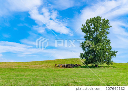 Biei Town, Hokkaido, dairy cow grazing scene Biei Town, Hokkaido, dairy cow grazing scene 107649182