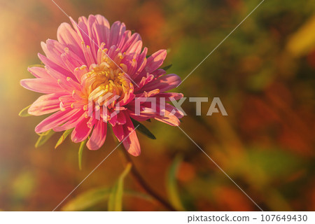 Pink aster on an autumn background. A flower in sunlight. 107649430