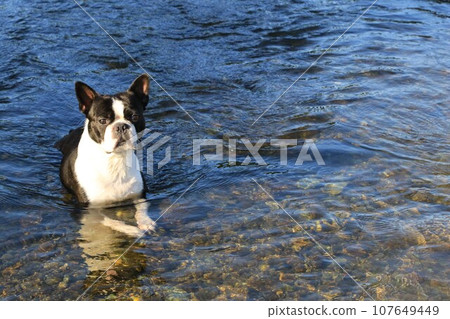 波士頓梗犬Mighty一邊在宮古川的清流中納涼一邊眺望鄉村♡ 波士頓梗犬Mighty一邊在宮古川的清流中納涼一邊眺望鄉村♡ 107649449