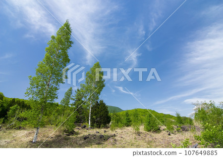 初夏高原風景“清爽的天空和白樺樹,乘鞍高原” 初夏高原風景“清爽的天空和白樺樹,乘鞍高原” 107649885