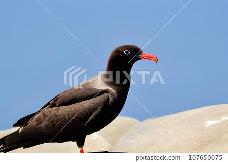 Portrait of a Kelp Gull (Larus dominicanus). Generative AI 107650075