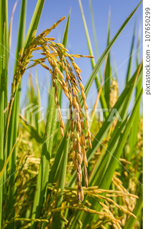 Close up rice in the field Close up rice in the field 107650299