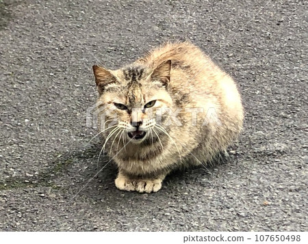 Taiwanese cat Taiwanese cat 107650498