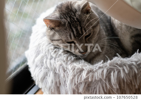 Relaxing cat, Sabatra cat Relaxing cat, Sabatra cat 107650528