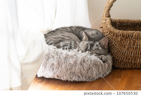 Sabatra cat sleeping by the window 107650530