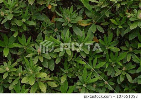 杜鵑花的芽 107651058