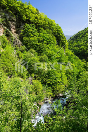 [Nagano Prefecture] Fresh greenery around Shirahone Onsen 107651224