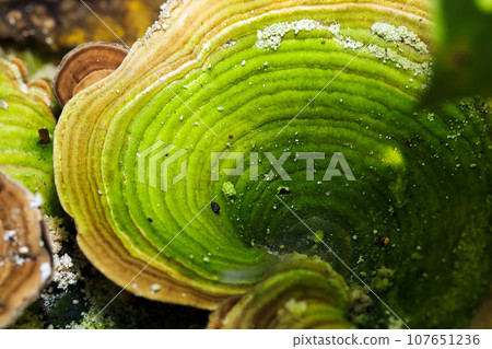 美麗的樹輪般的環紋和翠綠的鱗片蘑菇(自然光+微距攝影) 美麗的樹輪般的環紋和翠綠的鱗片蘑菇(自然光+微距攝影) 107651236