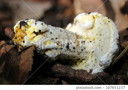 The back side of the rough umbrella of the Japanese yellowtail and the entire stone protrusion (natural light + strobe macro photography) 107651237
