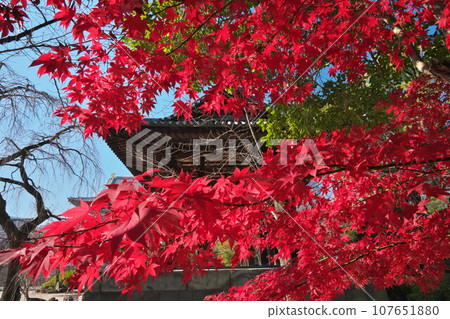 芝公園 秋天裝飾著鐘樓的鮮紅楓葉在藍天的襯托下熠熠生輝 芝公園 秋天裝飾著鐘樓的鮮紅楓葉在藍天的襯托下熠熠生輝 107651880