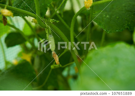 Green cucumbers grown in greenhouse. Farm for growing vegetables. Green cucumbers grown in greenhouse. Farm for growing vegetables. 107651889