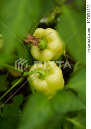Green peppers grown in a greenhouse. Farm for growing vegetables. 107651891