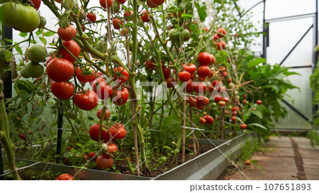 Greenhouse with red, yellow and green tomatoes on a branch. Farm for growing vegetables. Greenhouse with red, yellow and green tomatoes on a branch. Farm for growing vegetables. 107651893