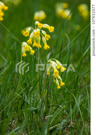 Yellow Primula veris cowslip, common cowslip, cowslip primrose on soft green background.Selective focus Yellow Primula veris cowslip, common cowslip, cowslip primrose on soft green background.Selective focus 107652077