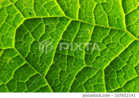 Abstract green leaves texture for background. Natural environment, ecological concept 107652141