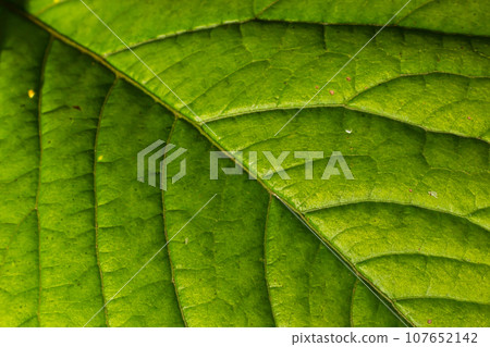 Abstract green leaves texture for background. Natural environment, ecological concept 107652142