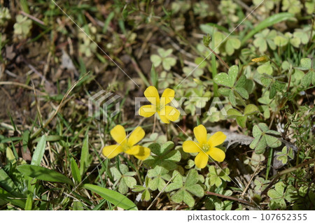 Oxalis 107652355