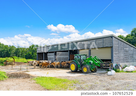 Biei Town, Hokkaido Dairy cows and tractor in the cowshed (dairy farm image) 107652529