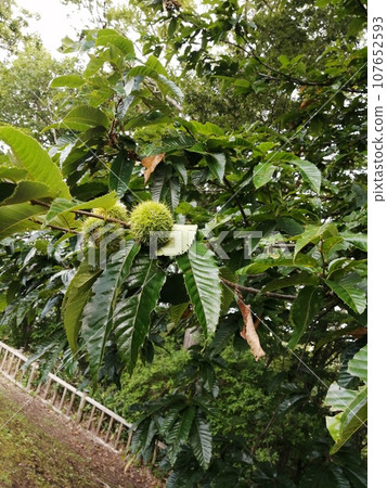 我在散步中發現的秋天 107652593