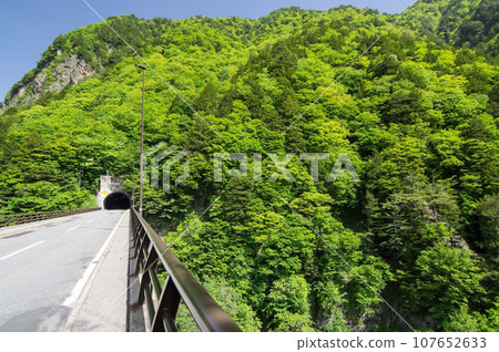 Fresh greenery in the valley《Azusagawa Valley, along R158, Tsuga Sakura Bridge》 Fresh greenery in the valley《Azusagawa Valley, along R158, Tsuga Sakura Bridge》 107652633