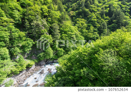Fresh greenery in the valley《Azusagawa Valley, along R158, Tsuga Sakura Bridge》 107652634