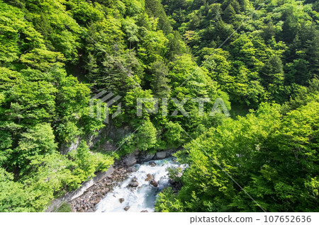 溪谷的新綠色《梓川溪谷、R158、津賀櫻花橋》 107652636