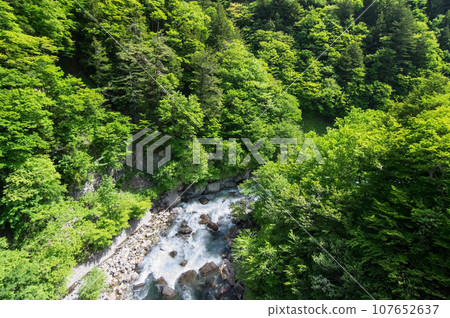 Fresh greenery in the valley《Azusagawa Valley, along R158, Tsuga Sakura Bridge》 107652637