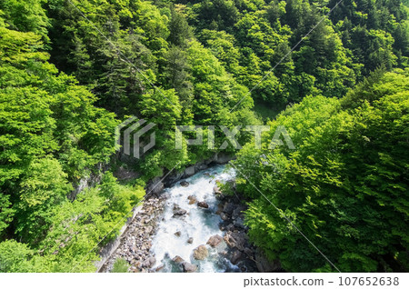 Fresh greenery in the valley《Azusagawa Valley, along R158, Tsuga Sakura Bridge》 Fresh greenery in the valley《Azusagawa Valley, along R158, Tsuga Sakura Bridge》 107652638