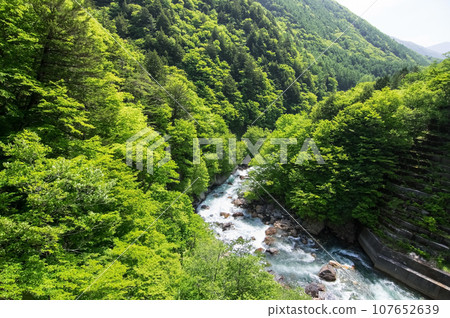 Fresh greenery in the valley《Azusagawa Valley, along R158, Tsuga Sakura Bridge》 Fresh greenery in the valley《Azusagawa Valley, along R158, Tsuga Sakura Bridge》 107652639