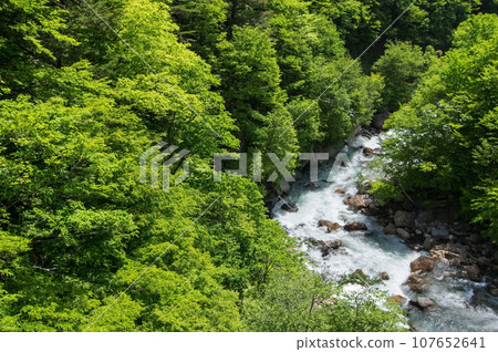 Fresh greenery in the valley《Azusagawa Valley, along R158, Tsuga Sakura Bridge》 Fresh greenery in the valley《Azusagawa Valley, along R158, Tsuga Sakura Bridge》 107652641