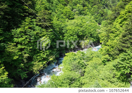 溪谷的新綠色《梓川溪谷、R158、津賀櫻花橋》 107652644