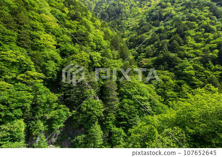 溪谷的新綠色《梓川溪谷、R158、津賀櫻花橋》 溪谷的新綠色《梓川溪谷、R158、津賀櫻花橋》 107652645