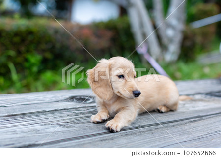 Puppy Kaninhen Dachshund Puppy Kaninhen Dachshund 107652666