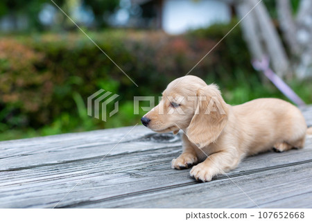 Puppy Kaninhen Dachshund Puppy Kaninhen Dachshund 107652668