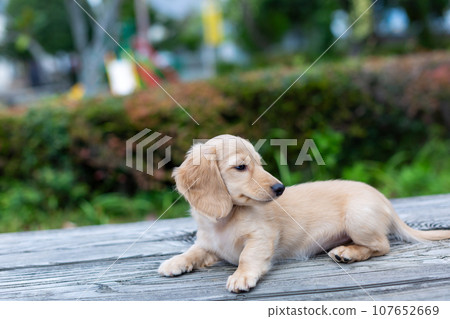 Puppy Kaninhen Dachshund Puppy Kaninhen Dachshund 107652669