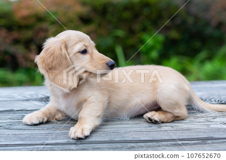 Puppy Kaninhen Dachshund 107652670