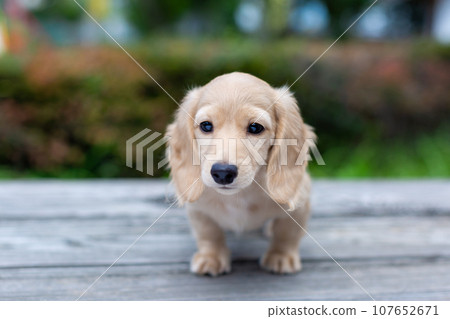 Puppy Kaninhen Dachshund Puppy Kaninhen Dachshund 107652671