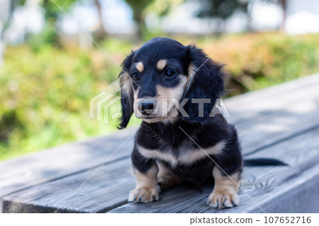 Puppy Kaninhen Dachshund Puppy Kaninhen Dachshund 107652716