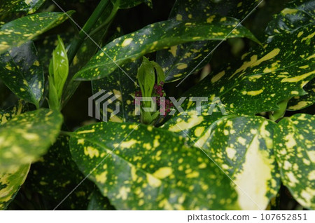 Aoki flower with variegated leaf pattern 1 Aoki flower with variegated leaf pattern 1 107652851