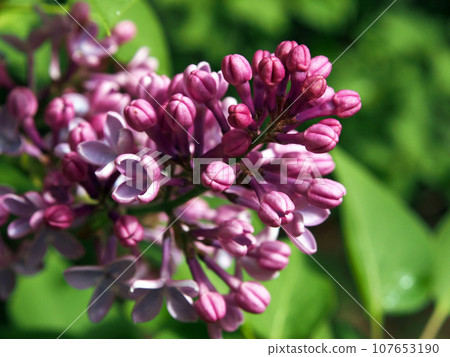 Lilac, blooming branch close-up. Floral background. Spring delicate flowers. The lilac branch is covered with purple flowers and young foliage. Lilac, blooming branch close-up. Floral background. Spring delicate flowers. The lilac branch is covered with purple flowers and young foliage. 107653190