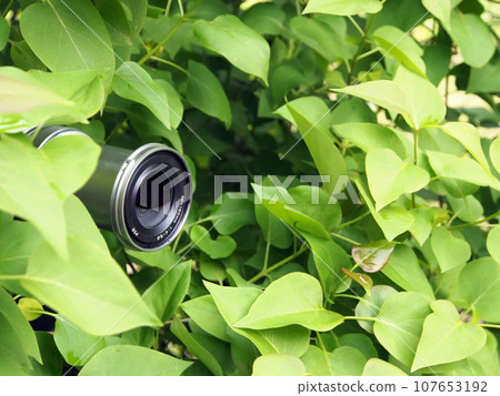The camera lens is peeking out of the foliage, the photographer is hiding in the forest to take a photo of the wildlife for education. Secret work of a photographer, paparazzi. 107653192