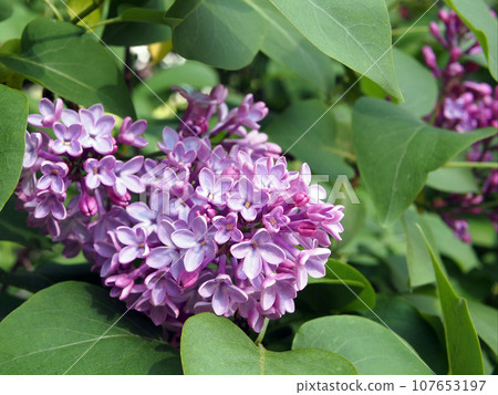 Lilac, blooming branch close-up. Floral background. Spring delicate flowers. The lilac branch is covered with purple flowers and young foliage. Lilac, blooming branch close-up. Floral background. Spring delicate flowers. The lilac branch is covered with purple flowers and young foliage. 107653197